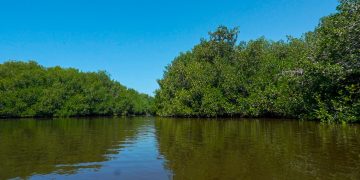 TAPACHULA REFUERZA SU COMPROMISO AMBIENTAL CON ACCIONES EN MANGLARES Y PLAYAS