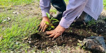 Tapachula florece: glorieta sobre la 4ª Sur será vestida con plantas de la región
